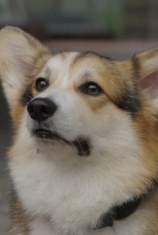 Шкипер